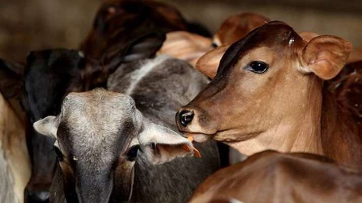 Lumpy skin disease: 25 Maharashtra districts affected; 126 cattle dead so far - Vimarsana News
