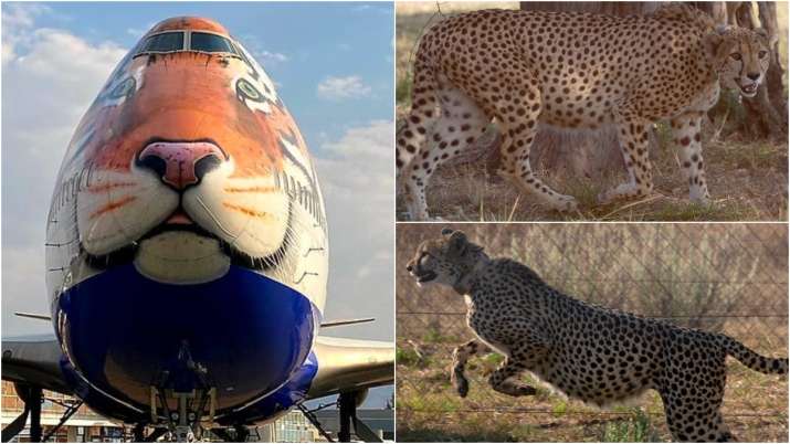 Stage set for return of cheetahs to India Madhya Pradesh PM Modi Kuno National Park - Vimarsana News