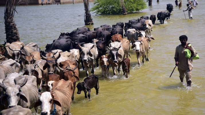 India Tv - Victims of flooding from monsoon rains walk with their cattle after their flooded home in Sehwan, Sindh province, Pakistan. 