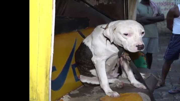 Dog attack: Pitbull bites cow in UP's Kanpur
