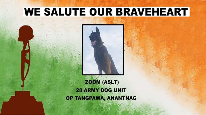 India Tv -  Zoom, Zoom dog, Indian Army dog Zoom, army assault dog zoom, army assault dog zoom dies, indian arm