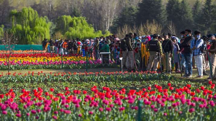 Jammu and Kashmir: Srinagar's tulip garden sets new record, sees 3.7 lakh footfall this season