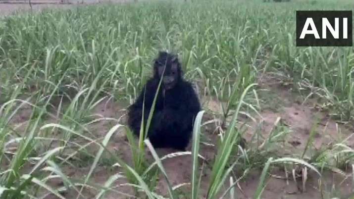 India Tv - Farmer sitting in a field 