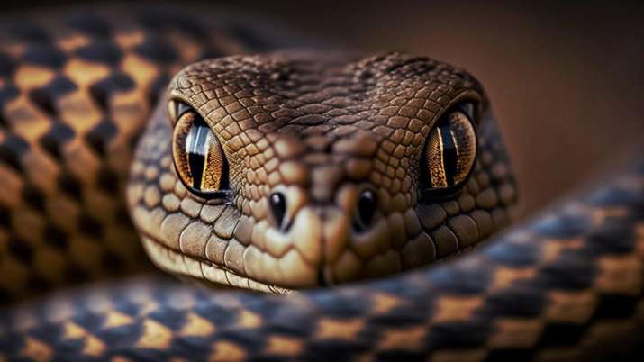 Snakes being smuggled into India through these codewords, international racket busted