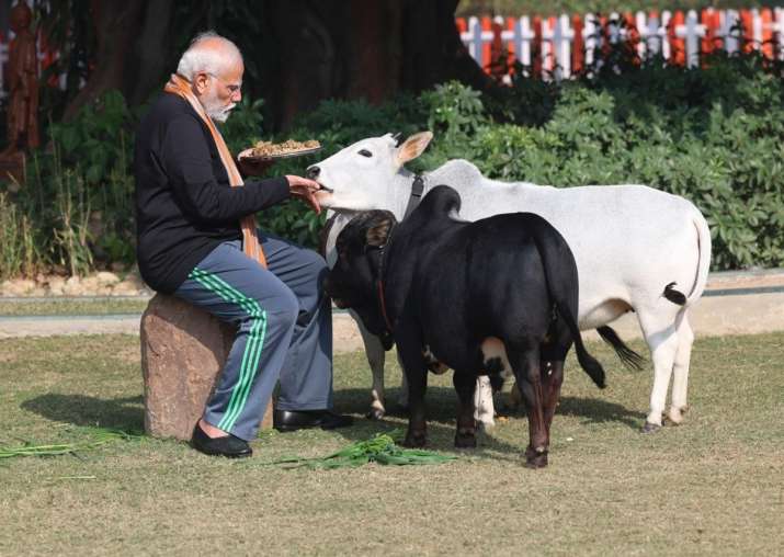 India Tv - PM Modi feeds cows at his residence on the occasion of Makar Sankranti