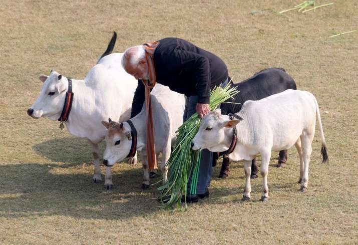 India Tv - PM Modi with calves at his residence