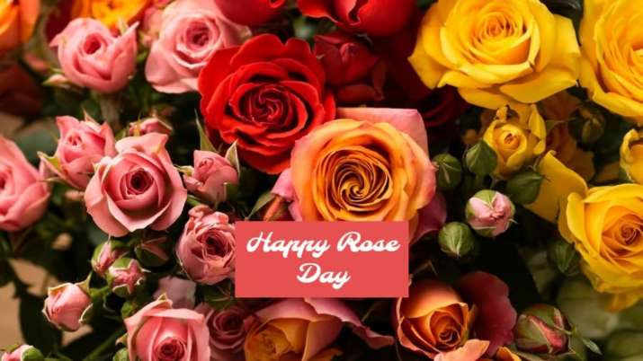 India Tv - Happy Rose Day 2024