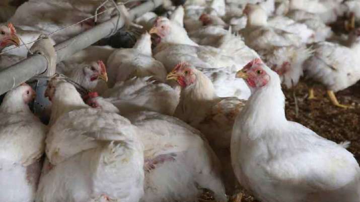 Bird Flu alert in Jharkhand after cases reported in state-run poultry farm, 2,196 birds culled
