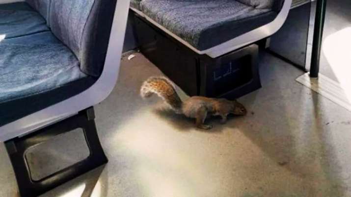 India Tv - Two squirrel travellers force train cancellation