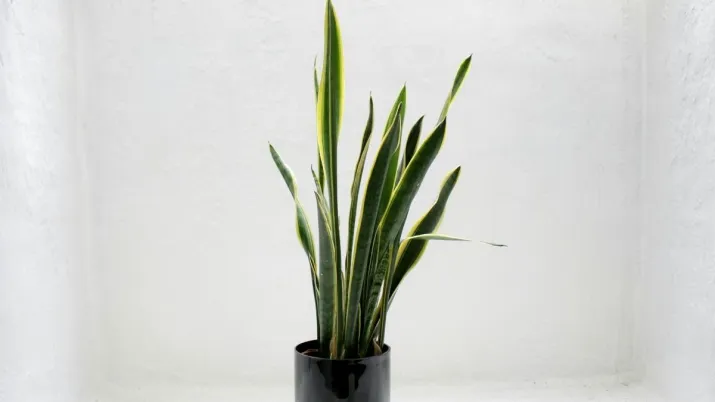 India Tv - Snake Plant (Sansevieria trifasciata)