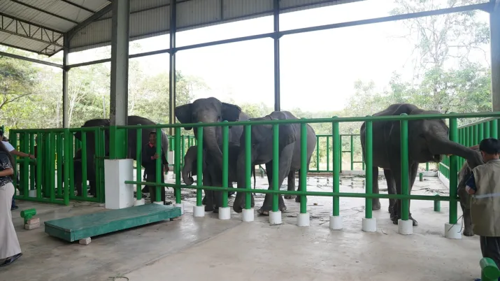 India Tv - Among the major initiatives announced are capacity-building training for elephant caregivers, veterinarians and other officials involved in wildlife management in Indonesia. India Tv - Among the major initiatives announced are capacity-building training for elephant caregivers, veterinarians and other officials involved in wildlife management in Indonesia.