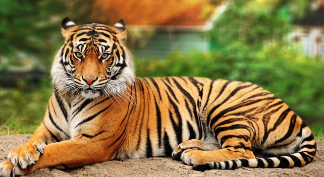 Iconic tiger 'Jai' missing for three months now, NGO announces reward |  India News – India TV