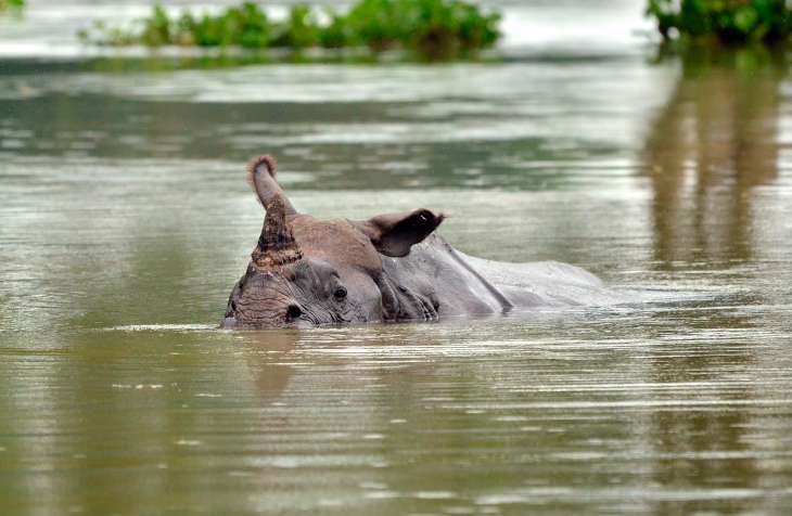 Flood sweeps one horned rhino from Nepal to India, rescued | Blah News ...