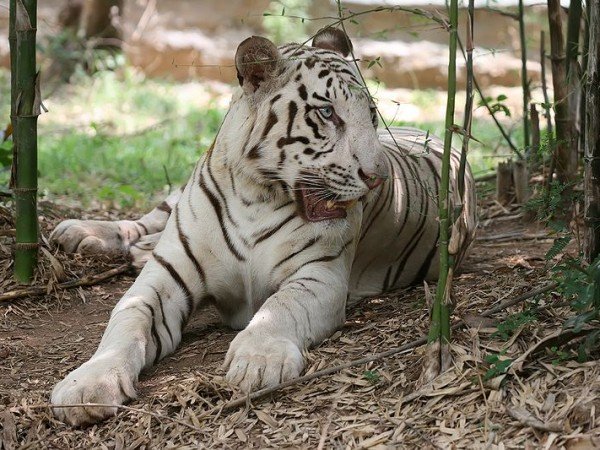 White tiger cubs maul keeper to death at Bengaluru Zoo | India News – India  TV