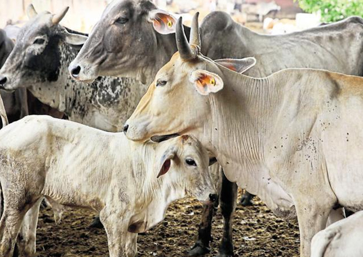 Cow smugglers' vehicle carrying animals overturn, three cows found dead |  India News – India TV