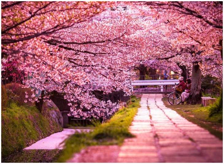 Indian Cherry Blossom Festival Japanese Culture And Cuisine To Be Showcased In Shillong