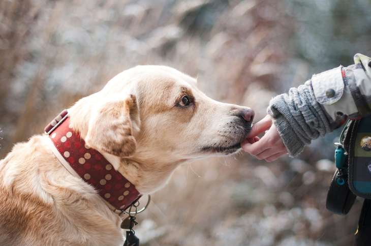 can dogs drink human blood