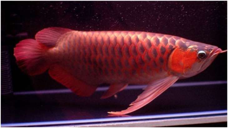 arowana fish hindi