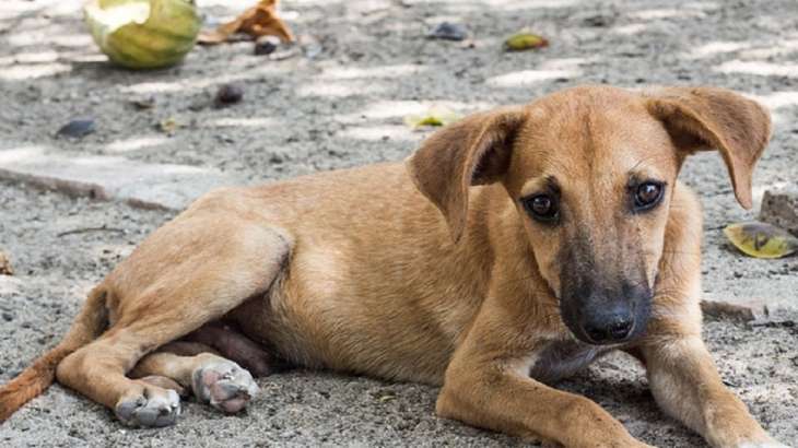 how do you take care of a street dog