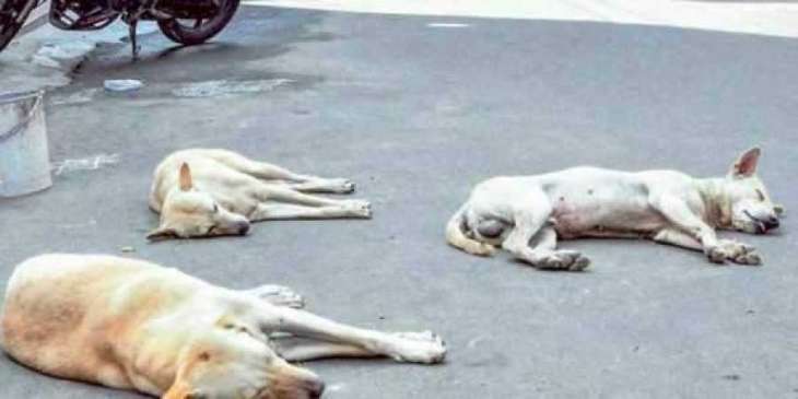 13 booked for torturing, killing pet dog in Agra | 13 News – India TV