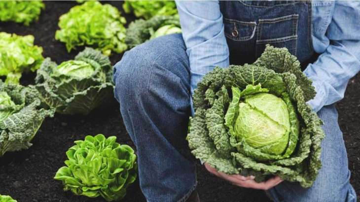 Compound In Cabbage Helps Fight Fatty Liver Disease Food News India Tv