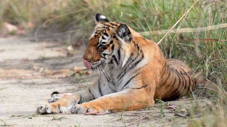 Jim Corbett national park tiger reserve reopens for tourists Uttarakhand | India News – India TV Jim Corbett national park tiger reserve reopens for tourists Uttarakhand | India News – India TV