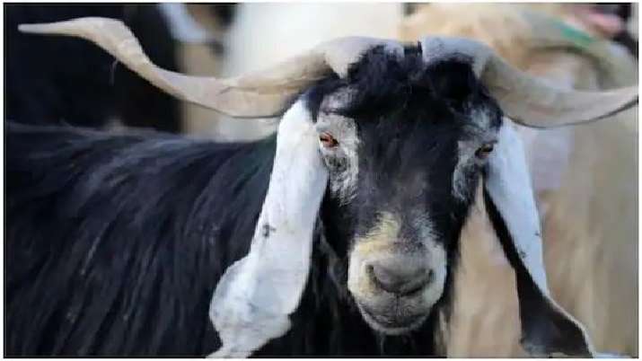 are australian shepherds good with goats