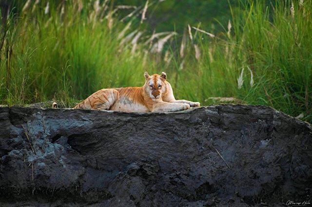Golden Tigress in Kaziranga: Here's what caused the colour aberration |  Golden News – India TV