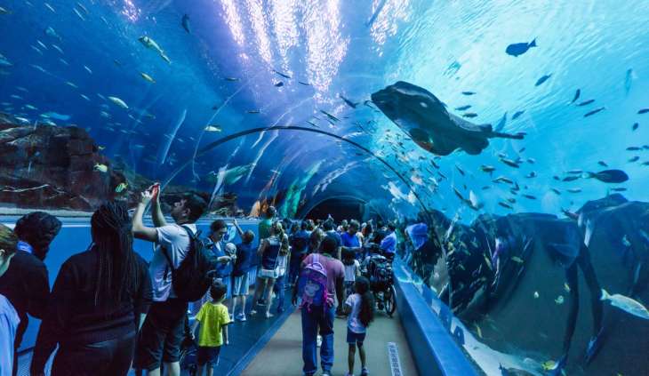 Engage with animals and birds with virtual tour to these zoos and aquariums  in USA | Travel News – India TV