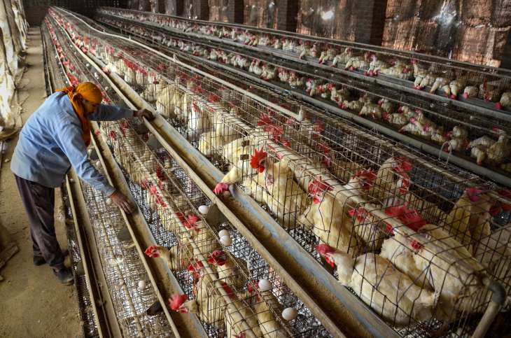 No bird flu cases in Odisha, people can consume poultry products: govt |  India News – India TV