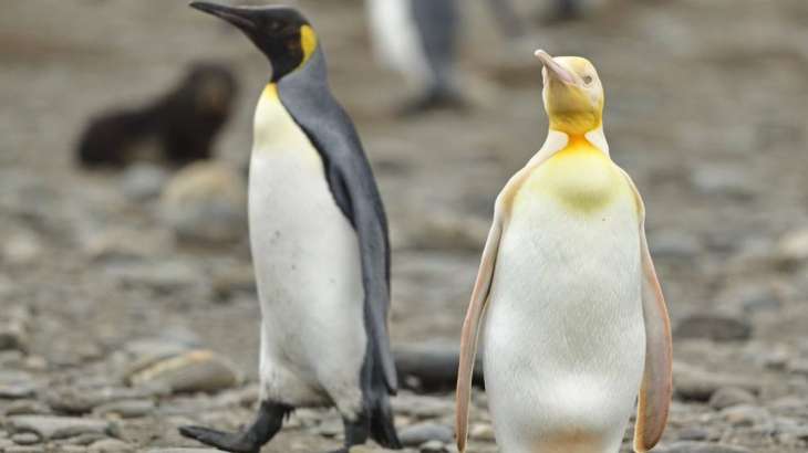 Rare yellow penguin spotted by photographer on Island Trip in South Georgia  | Offbeat News – India TV