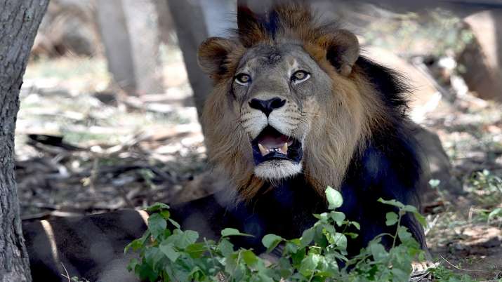 Three lions recovering slowly, efforts on to help them recuperate from COVID: Zoo official | India News – India TV Three lions recovering slowly, efforts on to help them recuperate from COVID: Zoo official | India News – India TV