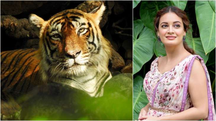 On Tiger Day, Dia Mirza urges all to be part of a solution to save our  national animal | Celebrities News – India TV