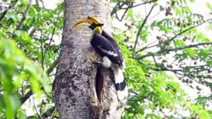 Watch: Father Hornbill looks after partner as she lays eggs in heartwarming  viral video | Trending News – India TV