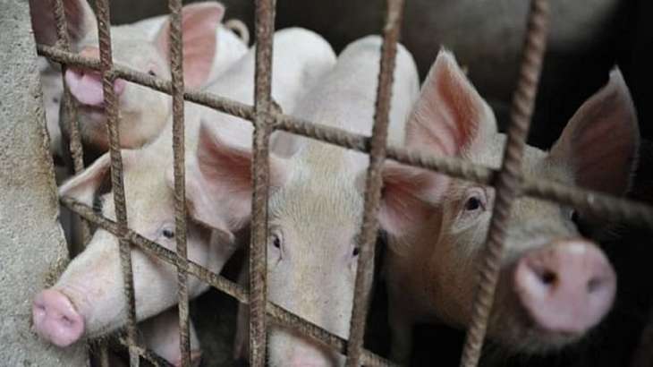 Lucknow bans sale of pork amid spread of African swine fever among pigs |  India News – India TV