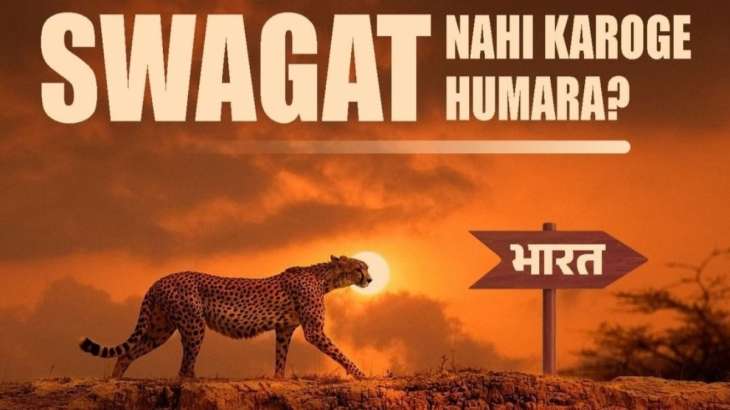 Welcome to India: People across country celebrate as Cheetahs arrive in  India on PM Modi's birthday | Trending News – India TV