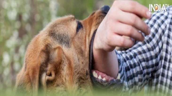 There have been several dog-bite cases in Noida over the