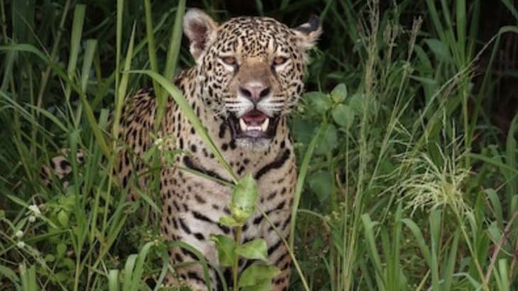 DYK nine leopards are serving 'life imprisonment' in Uttarakhand on charges  of killing humans | Trending News – India TV