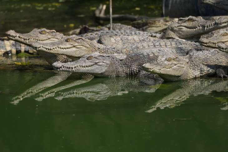 Farmer in Cambodia eaten alive after 40 Crocodiles rip him