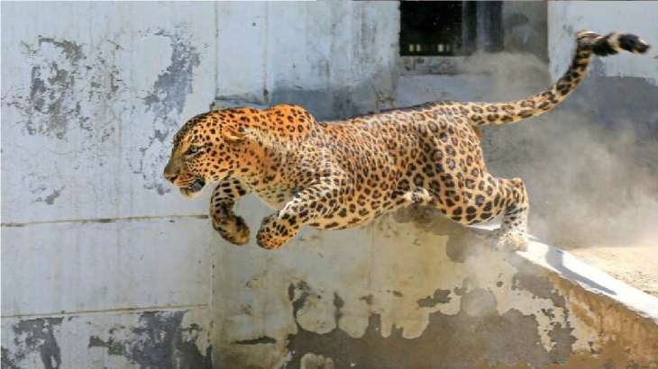 Leopards often enter residential areas which causes