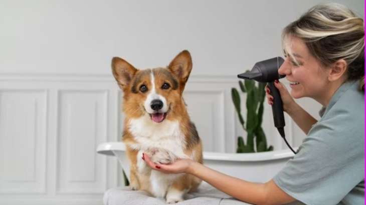 As the weather changes, pamper your pet with these skin care tips