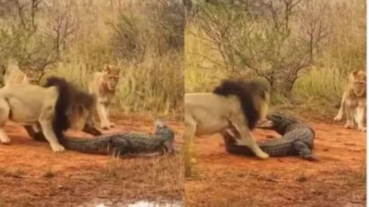 Lions attack crocodile walking on land, pull its leg. Watch viral video |  Trending News – India TV
