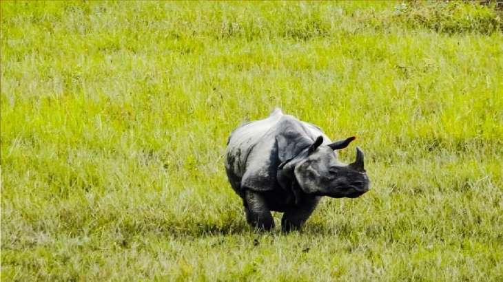 Rhino allegedly killed by poachers.