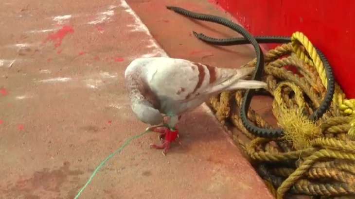 Odisha News, Suspected spy pigeon in Odisha, Suspected pigeon with instruments on leg caught in J