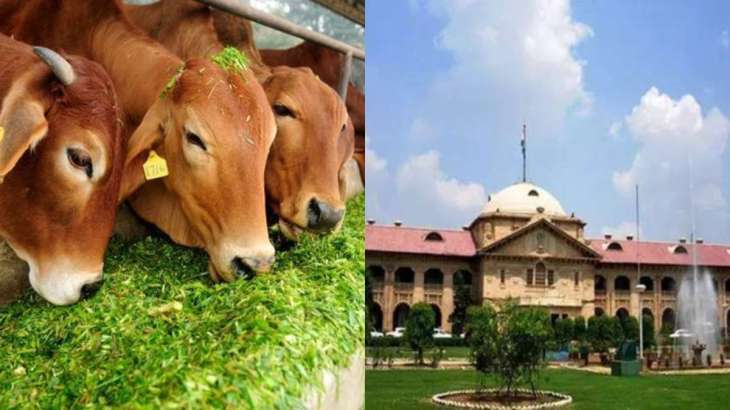 Allahabad High Court asks Centre to declare cows protected national animal,  ban slaughter | Allahabad News – India TV