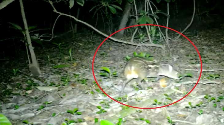 Rare mouse-deer caught on camera