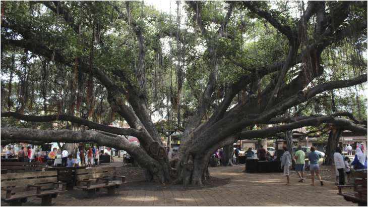 The 150-year-old Banyan tree imported from India in Maui,