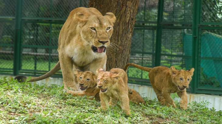 World Lion Day 2023 India is proud to be home to Asiatic lions PM Modi