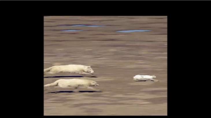 Viral Video, Cunning Wolves Hunting Down Hare, Video Trending, Watch Video, Wolves Chasing Hare, Vir