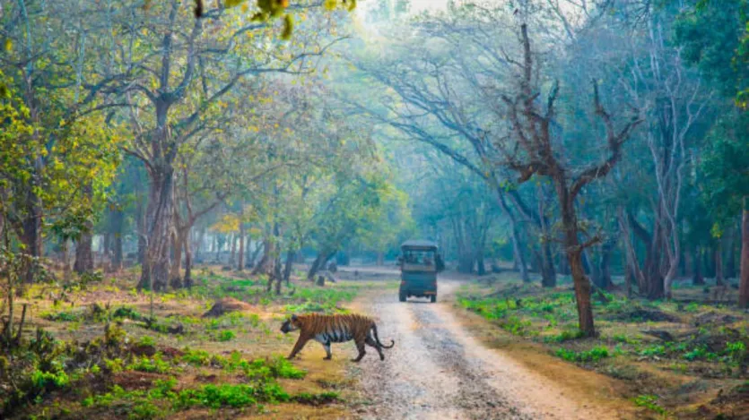 5 national parks near Delhi you can visit during the weekend